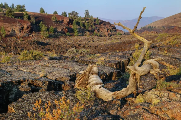 死的灵活的松树 三重扭转树 在北火山口流道 月球国家纪念碑的火山口 爱达荷州 — 图库照片