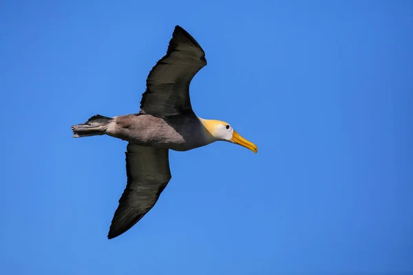 Albatros Ondeados Phoebastria Irrorata Vuelo Isla Española Parque Nacional Galápagos — Foto de Stock