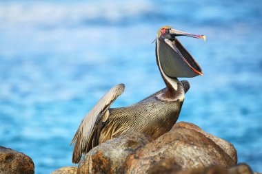 Kahverengi Pelikan (Pelecanus occidentalis) Espanola Adası Galapagos Milli Parkı, Ecuador.