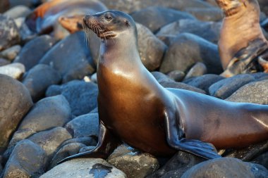 Galapagos sea lion resting on rocks at Suarez Point, Espanola Island, Galapagos National park, Ecuador. These sea lions exclusively breed in the Galapagos. clipart