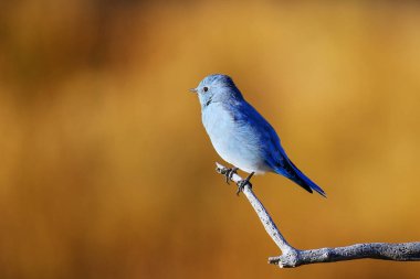 Erkek dağ bir sopa üzerinde oturan mavi kuş (Sialia currucoides)