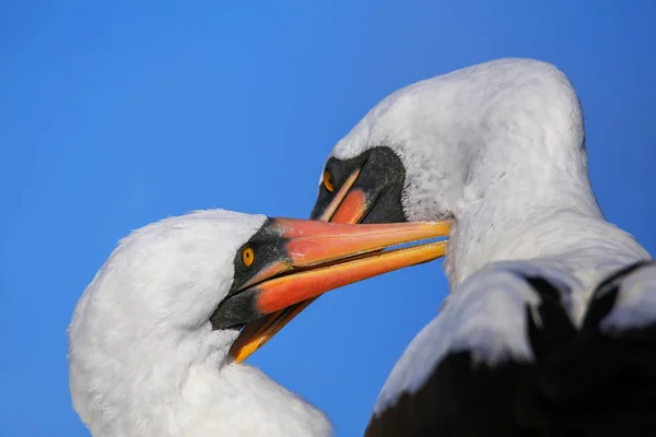 Retrato Peitos Nazca Arrumando Ilha Espanola Parque Nacional Galápagos Equador — Fotografia de Stock