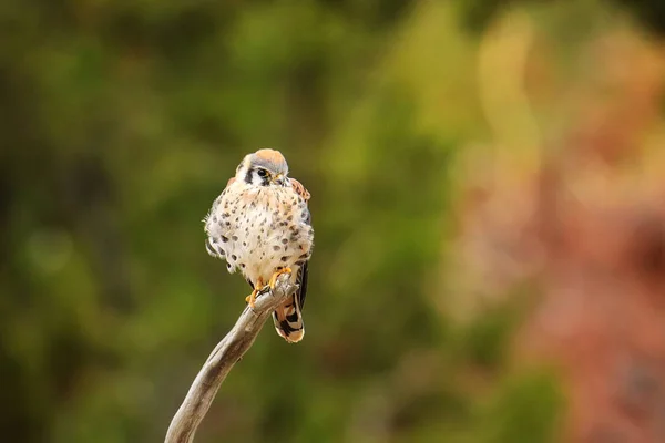 Amerikalı Bir Çubuğa Siting Kerkenez Falco Sparverius — Stok fotoğraf