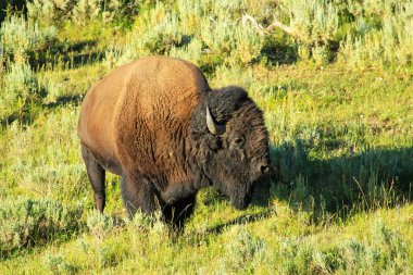 Yellowstone Ulusal Parkı, Wyoming, ABD 'de duran erkek bizon.