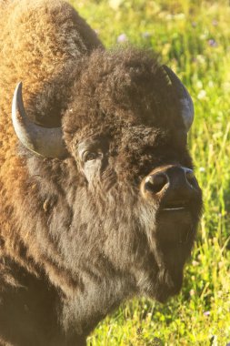 Dudak, Yellowstone Milli Parkı, Wyoming, Amerika kıvırmak bir erkek bizon portresi