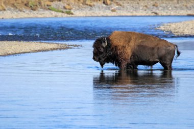 Bison Nehri Lamar Vadisi, Yellowstone Ulusal Parkı, Wyoming, ABD