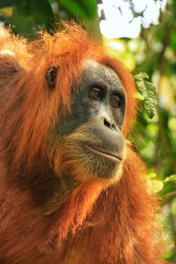 Sumatra, Endonezya 'daki Gunung Leuser Ulusal Parkı' nda dişi bir Sumatra orangutanı (Pongo abelii) portresi. Sumatra orangutanı, Sumatra 'nın kuzeyine özgü ve ciddi bir tehlike altında..