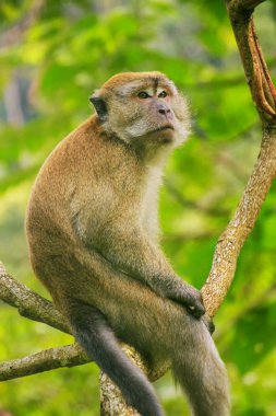 Gunung Leuser Milli Parkı, Bukit Lawang, Sumatra, Endonezya bir ağaçta oturup..... Yengeç yiyen makak (Macaca fascicularis). Bu makak Güneydoğu Asya için yerel.