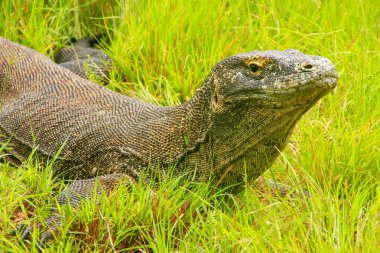 Komodo dragon (Varanus komodoensis) Rinca Adası ın Komodo Ulusal Parkı, Nusa Tenggara, Endonezya çimlere yatan. Bu en büyük yaşam familyasına ait bir kertenkele