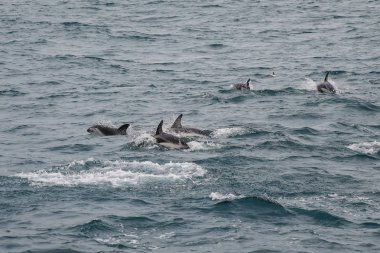 Kaikoura, Yeni Zelanda açıklarında yüzme Gölgeli yunus. Kaikoura izlemek ve yunuslarla yüzmek için popüler bir turistik yer.