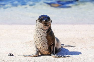 Genç Galapagos deniz aslanı Espanola Adası sahilinde, Galapagos Ulusal Parkı, Ekvador. Bu deniz aslanları sadece Galapagos 'ta ürerler..
