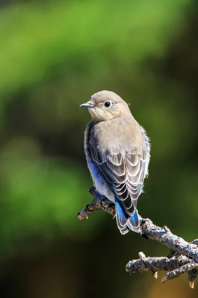 Pájaro Azul Montaña Hembra Sialia Currucoides Sentado Palo — Foto de Stock