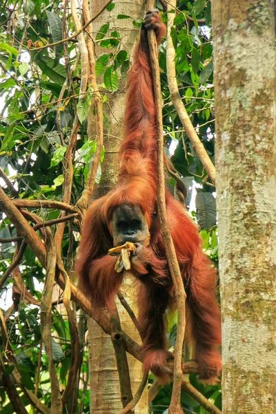 Female Sumatran Orangutan Pongo Abelii Eating Tree Gunung Leuser National — Stock Photo, Image