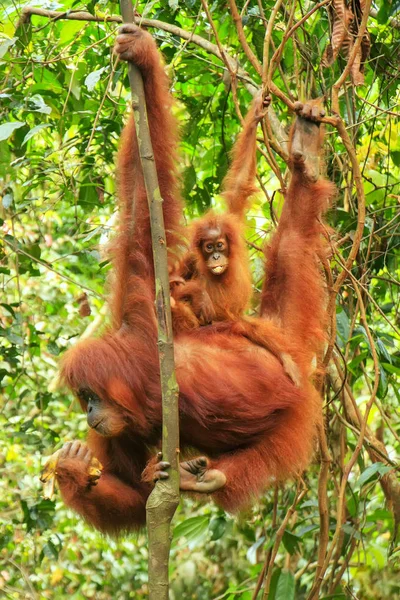 Žena Sumatran Orangutan Dítětem Visí Stromech Gunung Leuser National Park — Stock fotografie
