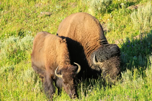 Männchen Und Weibchen Weiden Auf Einem Feld Yellowstone Nationalpark Wyoming — Stockfoto