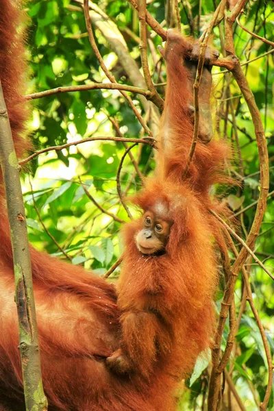 Детеныш Суматранского Орангутана Рядом Своей Матерью Национальном Парке Гунунг Леузер — стоковое фото