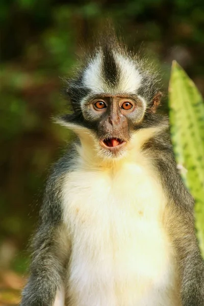 Thomas Leaf Monkey Presbytis Thomasi Siedzi Ziemi Parku Narodowym Gunung — Zdjęcie stockowe