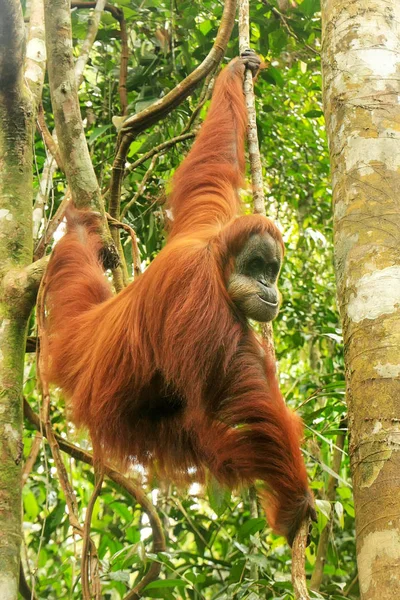 Orango Femmina Sumatra Pongo Abelii Appeso Tra Gli Alberi Gunung — Foto Stock