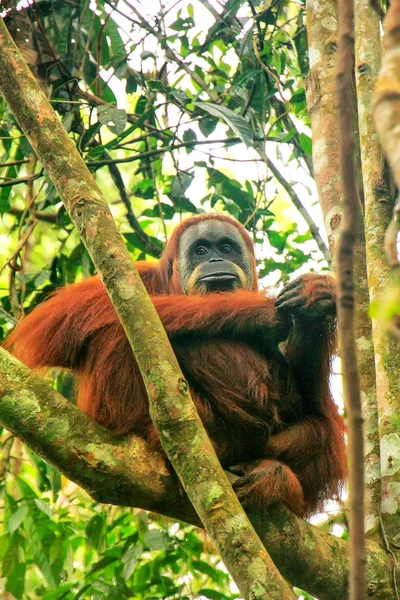 インドネシア スマトラ島のグヌンルユーザー国立公園の木に座っている女性スマトラオランウータン Pongo Abelii スマトラオランウータンはスマトラ島北部に生息し 絶滅危惧種に指定されている — ストック写真