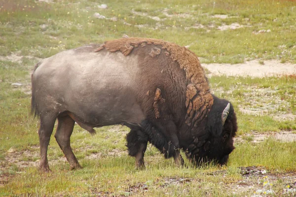 Man Bizons Grazen Yellowstone National Park Wyoming Verenigde Staten — Stockfoto