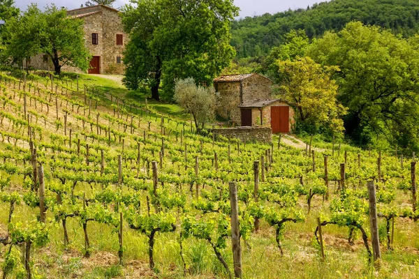 Orcia 이탈리아의 농가와 포도밭 노에는 와인에 — 스톡 사진