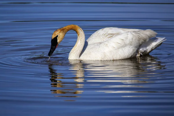 Cisne Trompetista Cygnus Buccinator Parque Nacional Yellowstone Wyoming Estados Unidos — Foto de Stock