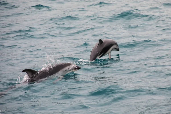 ハラジロカマイルカ カイコウラ ニュージーランドの海岸で泳ぐ カイコウラは人気の観光地を見て イルカと泳ぐ — ストック写真