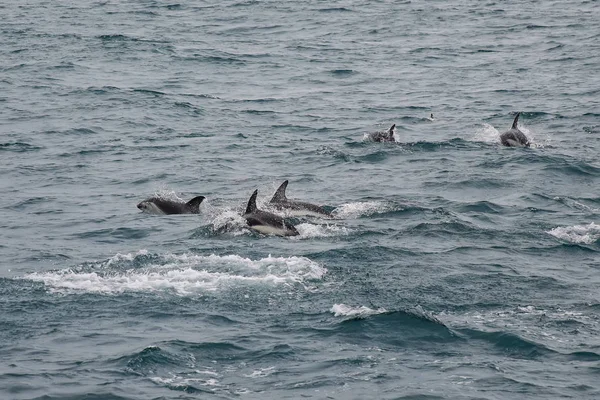 Dämmerung Delfine Schwimmen Vor Der Küste Von Kaikoura Neuseeland Kaikoura — Stockfoto