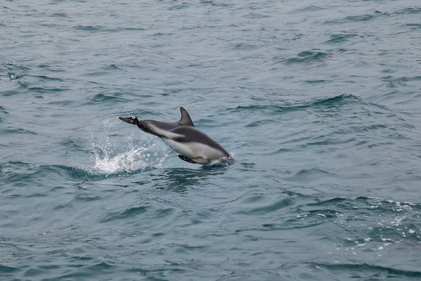 Dusky Δελφίνι Κολύμπι Στα Ανοικτά Της Ακτής Της Νέας Ζηλανδίας — Φωτογραφία Αρχείου