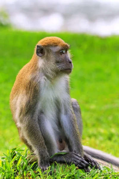 Macaco Come Cangrejos Macaca Fascicularis Sentado Suelo Bukit Lawang Sumatra — Foto de Stock