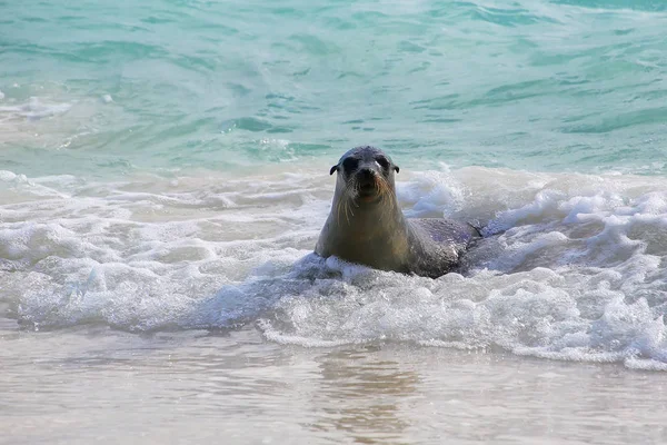 Galapagos sea lion playing at Gardner Bay on Espanola Island, Galapagos National park, Ecuador. These sea lions exclusively breed in the Galapagos.