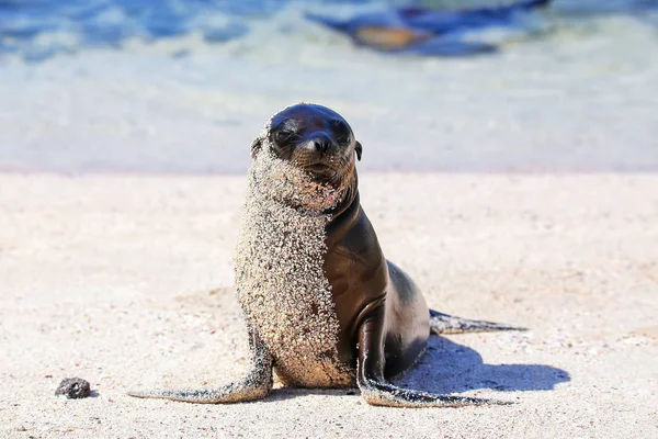 Jeunes Otaries Des Galapagos Sur Plage Île Espanola Parc National — Photo