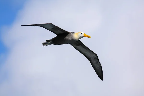 Albatros Phoebastria Irrorata Uçuş Espanola Adası Galapagos Milli Parkı Ekvador — Stok fotoğraf