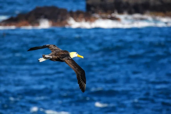 Albatros Ondeados Phoebastria Irrorata Vuelo Isla Española Parque Nacional Galápagos — Foto de Stock