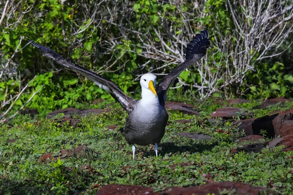 Onun Kanatları Espanola Adası Galapagos Milli Parkı Ekvador Yayılan Albatros — Stok fotoğraf