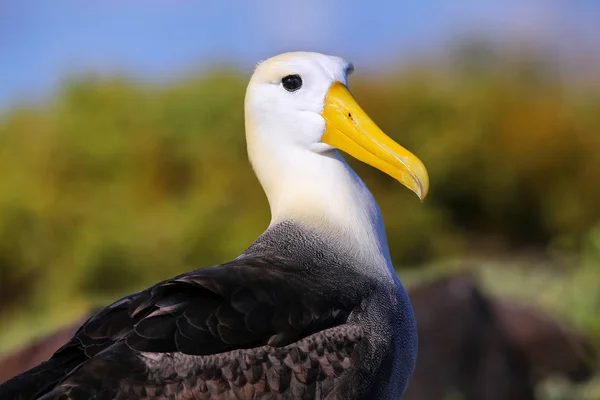 Retrato Del Albatros Ondulado Phoebastria Irrorata Isla Española Parque Nacional — Foto de Stock