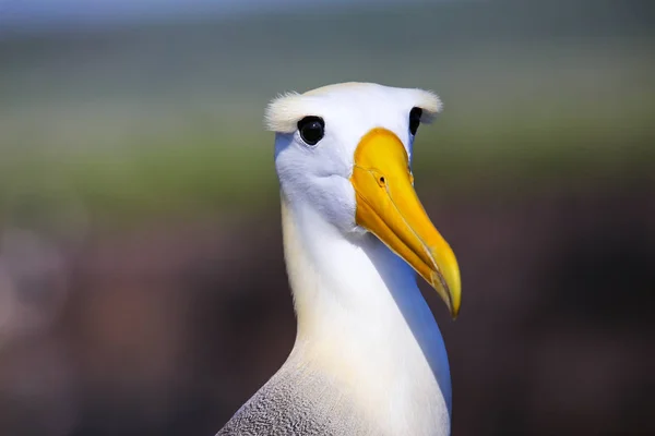 Portrait Waved Albatross Phoebastria Irrorata Espanola Island Galapagos National Park — Stock Photo, Image