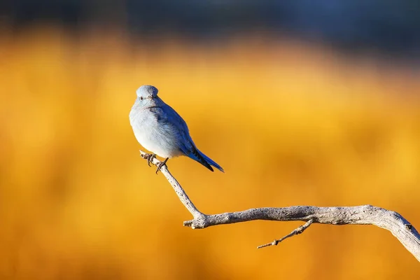 Αρσενικό Βουνό Bluebird Sialia Currucoides Που Κάθεται Ένα Ραβδί — Φωτογραφία Αρχείου