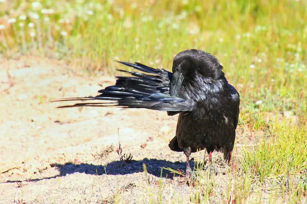 Common Raven Corvus Corax Preening Feathers — Stock Photo, Image