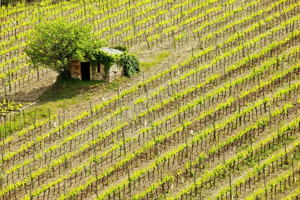 Vineyard Small Farmhouse Montalcino Val Orcia Tuscany Italy Монтальчино Славится — стоковое фото