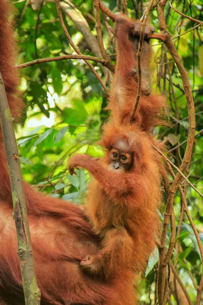 赤ちゃんスマトラオランウータンの母親の隣にN Gunung Leuser国立公園 スマトラ インドネシア スマトラオランウータンはスマトラ島北部に生息し 絶滅危惧種に指定されている — ストック写真