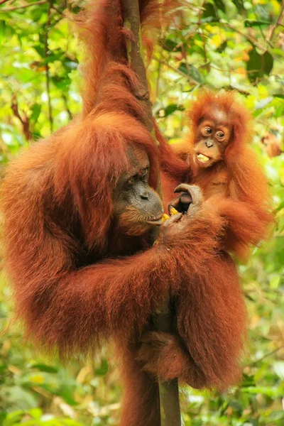 Žena Sumatran Orangutan Dítětem Hlídání Stromě Gunung Leuser National Park — Stock fotografie