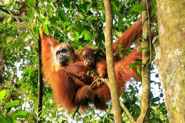 女性スマトラオランウータンの赤ちゃんが木にぶら下がっている Gunung Leuser国立公園 スマトラ インドネシア スマトラオランウータンはスマトラ島北部に生息し 絶滅危惧種に指定されている — ストック写真