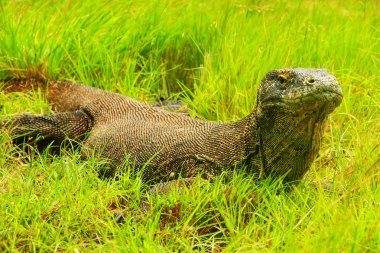 Komodo dragon (Varanus komodoensis) Rinca Adası ın Komodo Ulusal Parkı, Nusa Tenggara, Endonezya çimlere yatan. Bu en büyük yaşam familyasına ait bir kertenkele