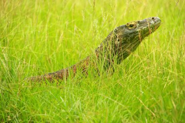 Komodo dragon Rinca Adası ın Komodo Ulusal Parkı, Nusa Tenggara, Endonezya çimlere yatan portresi. Bu en büyük yaşam familyasına ait bir kertenkele