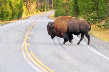 Yellowstone Ulusal Parkı, Wyoming, ABD 'de yol geçen erkek bizon.