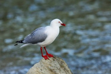 Kaikoura Yarımadası, South Island, Yeni Zelanda bir kayaya oturan kırmızı gagalı martı. Yeni Zelanda için yerel bir kuştur.