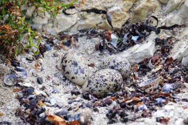Değişken oystercatcher, Kaikoura Yarımadası, South Island, Yeni Zelanda yuvası yumurta ile. Yeni Zelanda için endemik