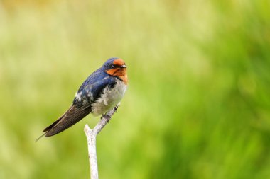 Bir sopa üzerinde oturan Swallow (Hirundo tahitica) hoş geldiniz