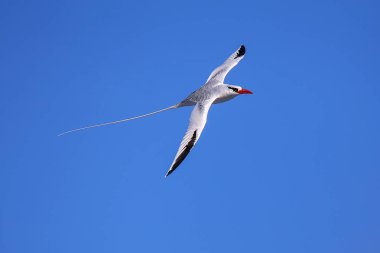Kırmızı gagalı Tropik kuşu (Phaethon aethereus) uçuş Espanola Adası Galapagos Milli Parkı, Ecuador.